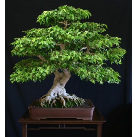 Arbre Ficus Benjamina ou Figuier pleureur