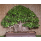 Bonsaï : le Ficus Benjamina ou Figuier pleureur