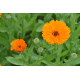 Fleur orange - Souci - graines de Calendula officinalis en vente sur le Comptoir des Graines