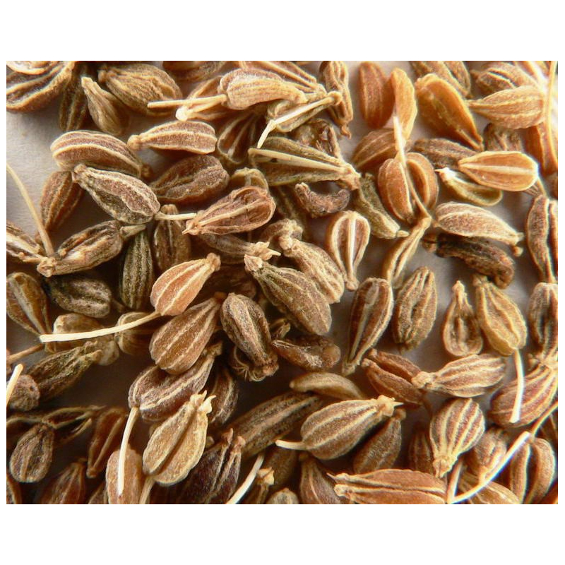 Graines Anis - Plante Aromatique - Le Comptoir des Graines