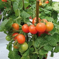 20 graines Mini-Arbuste tomate pour le rebord de fenêtre-RED ROBIN