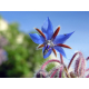 Bourrache officinale -  photo fleur de bourrache bleue - le Comptoir des Graines