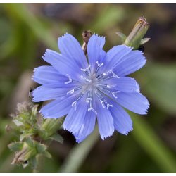 Fleur bleue de Chicorée sauvage