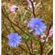Chicorée sauvage AB - vivace à floraison bleue
