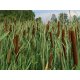 Graines de Typha angustifolia DL