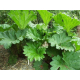 Photo plante vivace Rhubarbe Géante - Graines de Gunnera manicata - Le Comptoir des Graines