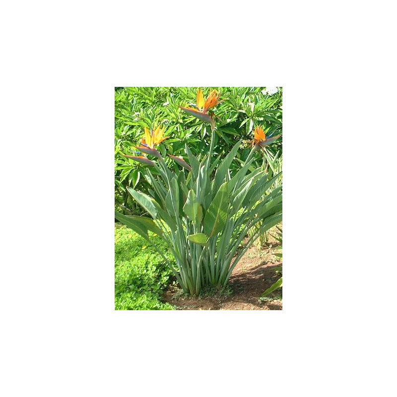 GEESENSS 50Pcs Graine Jardin Graines Fleurs à Semer Graines de Strelitzia oiseau de paradis