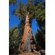 Graines de Sequoiadendron giganteum