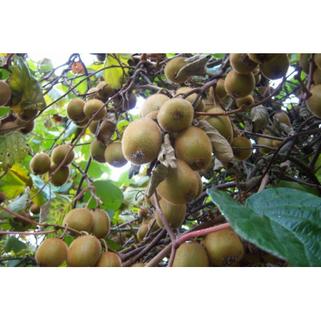 Graines de fruits de kiwi 20 pièces Bio Fresh Premium facile à cultiver des graines de plantes pour la plantation de jardin Yard Home Actinidia Chinensis