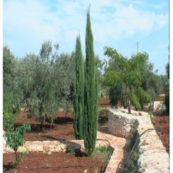 Graines de Cyprès de Provence -Cupressus sempervirens
