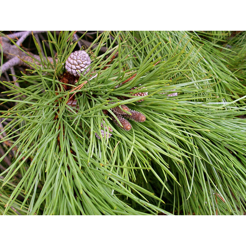 ch Vous Comment Grandir 50pcs bonsaï Pin Pinus bonsaïs en Pot des Terres bonsaïs pour la Maison & amp; Jardin Chanson hei AGROBITS des graines Paquet 
