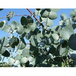 Graines de Eucalyptus gunnii