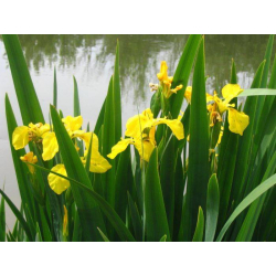 Graines de Iris pseudacorus