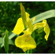 Graines de Iris pseudacorus