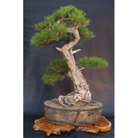 Graines de Pinus nigra austriaca