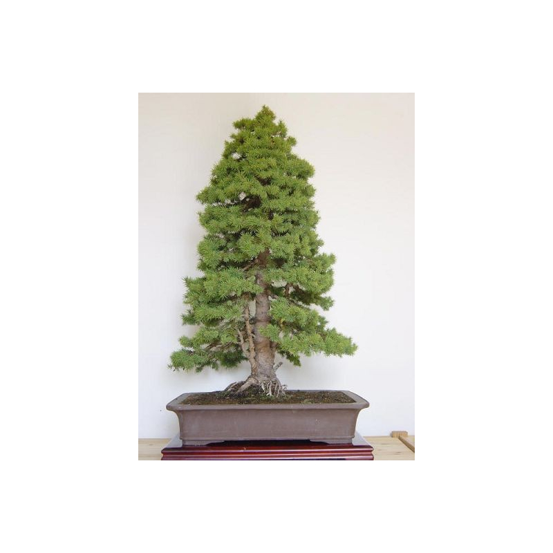 Picea likiangensis Conifère Arbre et Bonsai 50 graines. Lijang sapin