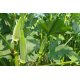 Fleur de Graine de Gombo - Okra - légume fruit - Le Comptoir de Graines