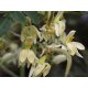 Photo fleurs de Moringa - Graines de Moringa - Le Comptoir des Graines