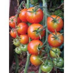 Graines de Tomate cerise Gardener's Delight AB