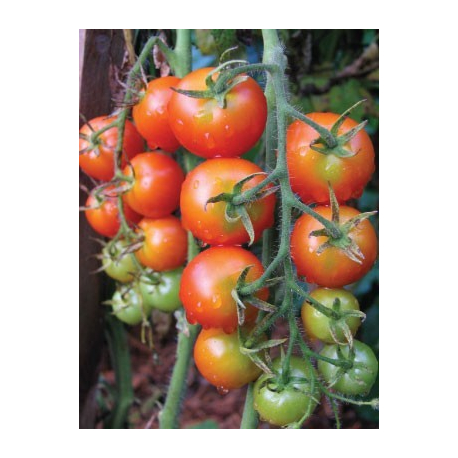 Graines de Tomate Gardener's Delight AB