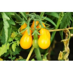graines à semer : graine de tomate poire jaune.