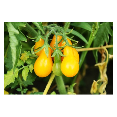 graines à semer : graine de tomate poire jaune.