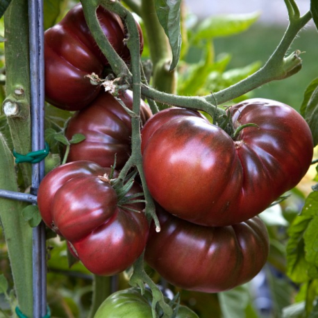 Tomate noire de crimée - Comptoir des graines