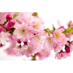 Fleurs de Prunus Serrulata - Comptoir des Graines