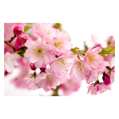 Fleurs de Prunus Serrulata - Comptoir des Graines