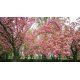 Arbre cerisier du japon - Comptoir des Graines