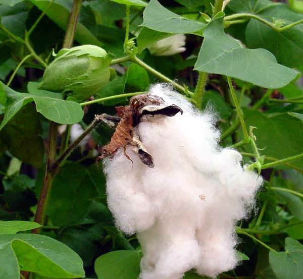 Gossypium Herbaceum SEM05 Levant Cotton Coton 7 graines 