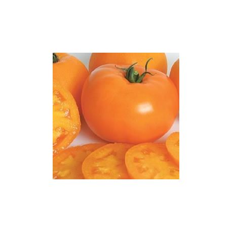 Graines de Tomate Orange Queen AB