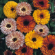 Graines de Calendula Touch of Red Mix