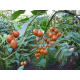 Tamarillos - Tomate arbre - Graines de Cyphomandra betacea