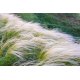 Graines de Stipa tenuifolia ‘Pony Tails’