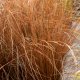 Graines de Carex buchan. Firefox