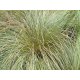 Graines de Carex flagellifera Vert