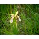 Graines de Iris foetidissima