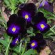 Graines de Viola cornuta Bowles Black