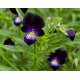 Graines de Viola cornuta Bowles Black