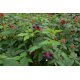 Graines de Rubus coreanus