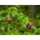 Graines de Rubus spectabilis
