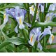 Graines de Iris magnifica