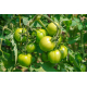 Graines de Tomate Doctors frosted AB