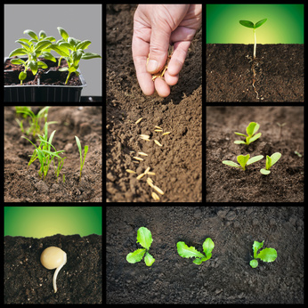 Spring planting seeds and seedlings into the soil